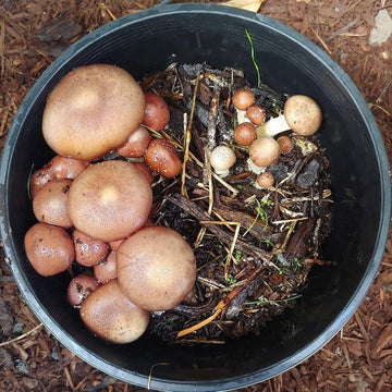 12.4.21 Regenerative Workshop Series: Garden Giants