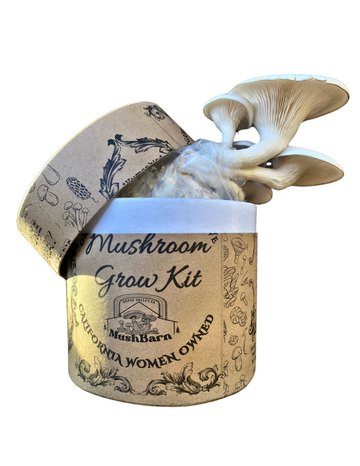 Mushroom Grow kit - Pearl Oyster