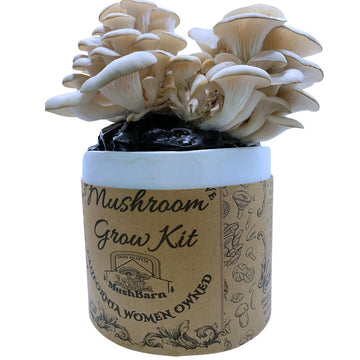 Mushroom Grow kit - Blue Oyster